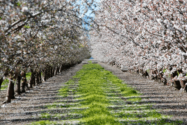 Almond Orchard in Blossum