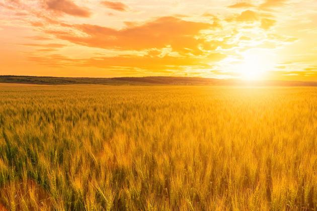 Wheat at Sunset