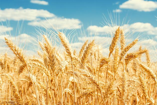 Golden Wheat Banner