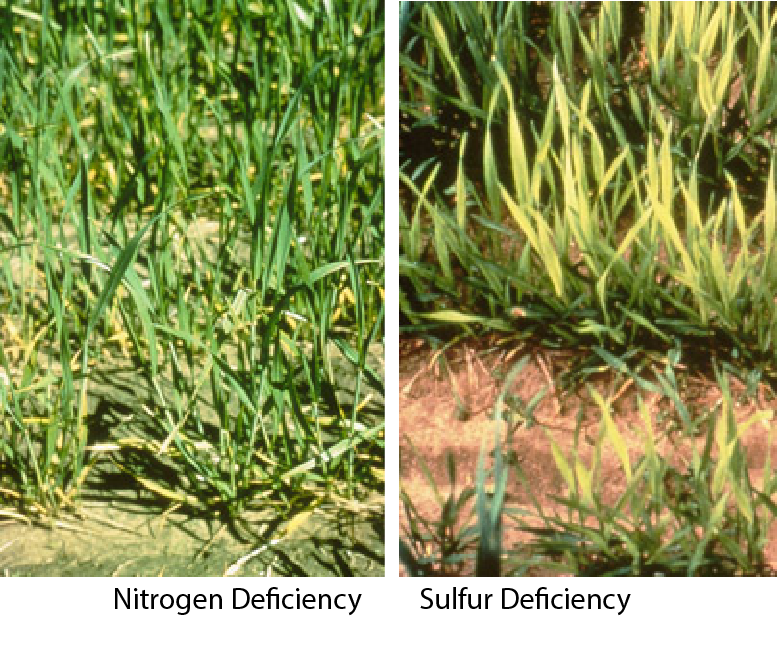 Winter Wheat Sulfur and Nitrogen Deficiency