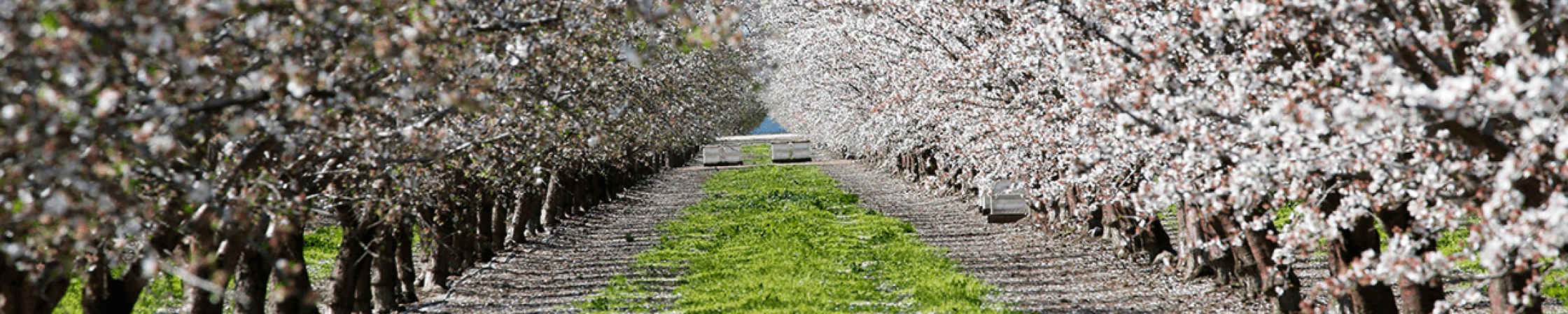 Almond Orchard in Blossum