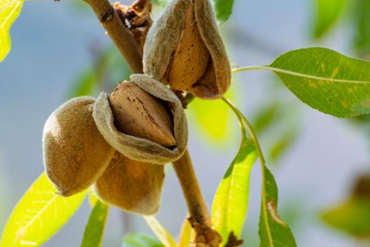 Almond Ready for Harvest