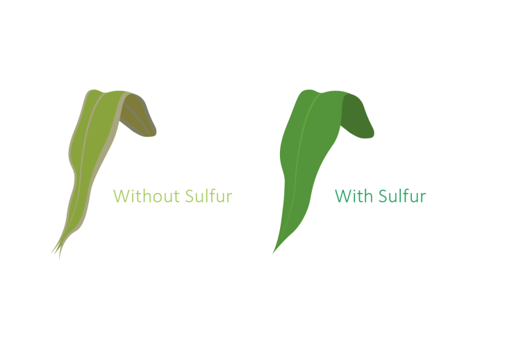 Sulfur Deficiency Example Graphic